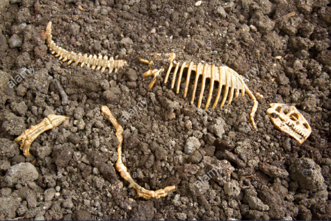dinosaur archeology