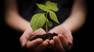 PLSC 100 Plant and Human Culture