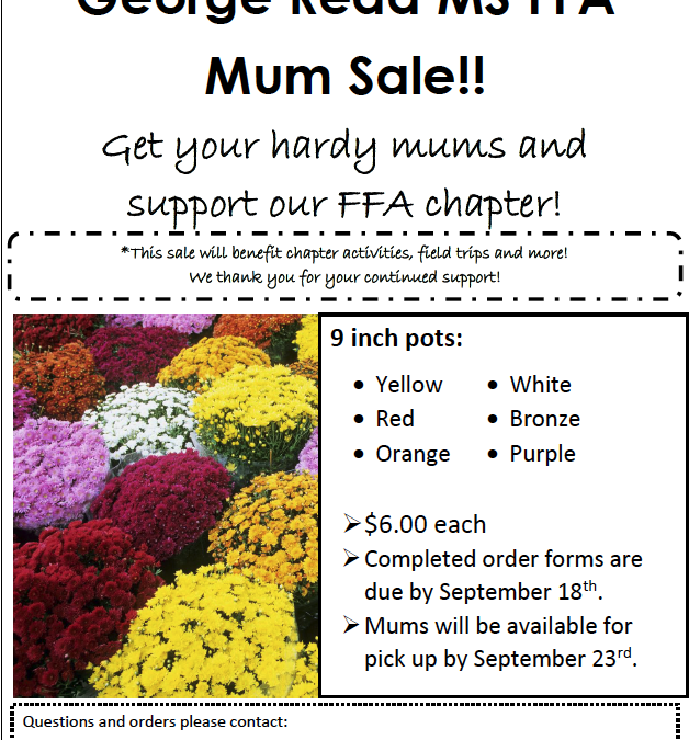 Mums Sale